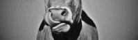 Zero MOOs Given